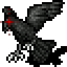 a raven